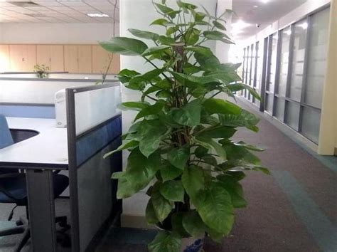 辦公室綠色植物